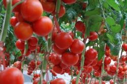 呼和浩特温室西红柿上市 亩产成本5千产值5万