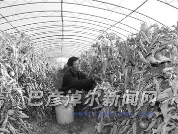 石兵業(yè)摘柿子