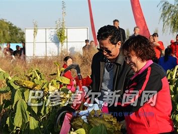 查看向日葵長勢