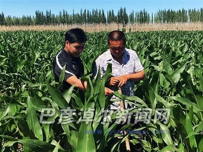 農(nóng)技人員指導(dǎo)玉米田間管理
